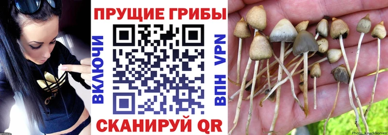 Псилоцибиновые грибы Psilocybine cubensis Калининец